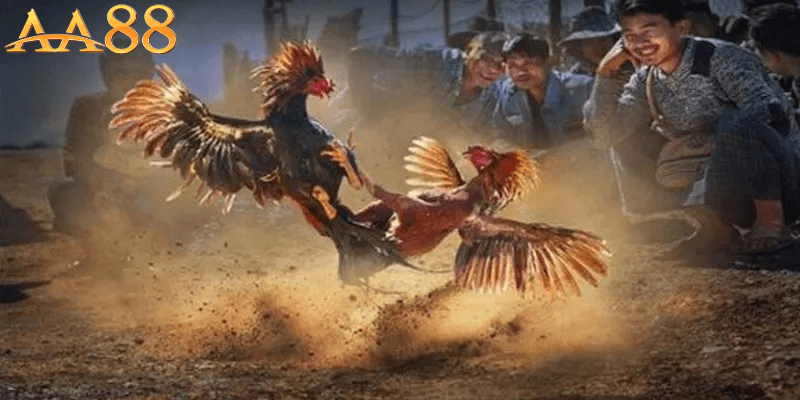 Đá gà AA88 bí quyết để chiến thắng dễ dàng hơn